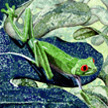Tree Frog